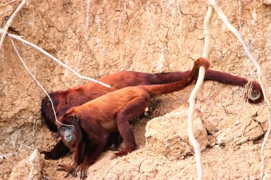 Manu National Park Tours from Cusco 5 Days - Day 3: Parrots, traditional lunch, and Manu Cloud Forest hikes