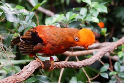 Manu National Park Tours from Cusco 5 Days - Day 2: Madre de Dios River boat ride to Soga de Oro Lodge
