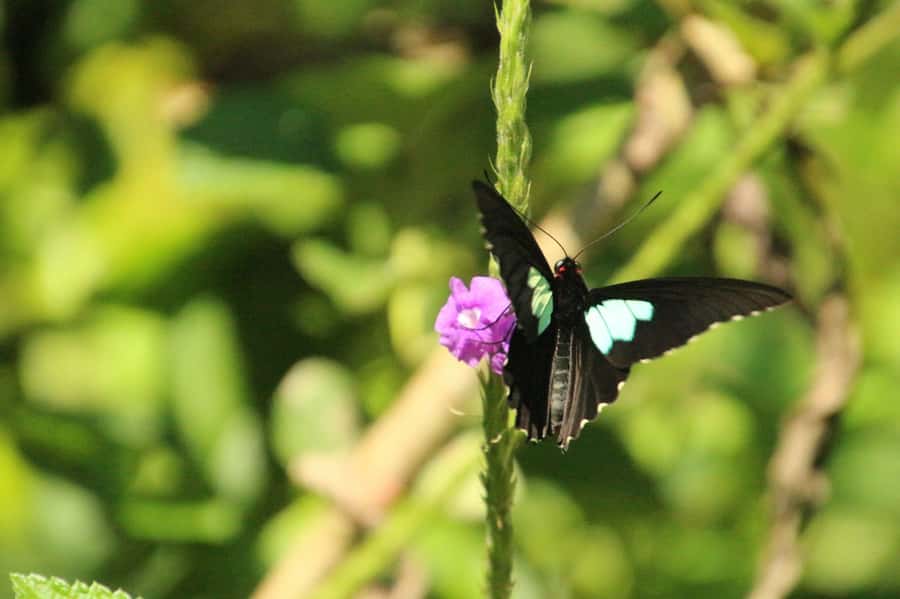 Manu National Park Tours from Cusco 5 Days - Day 4: Returning to Bambu Lodge with another jungle trail hike