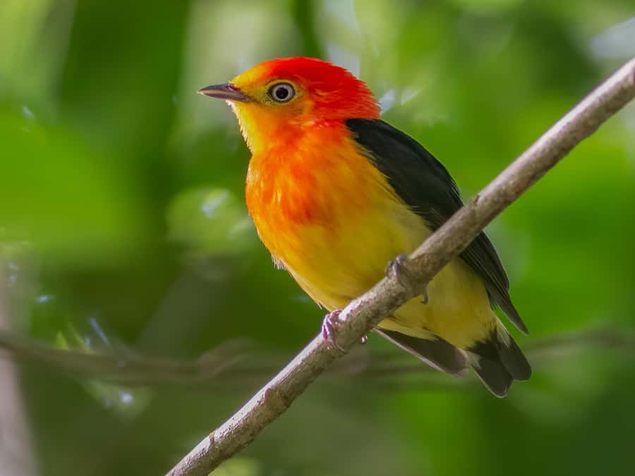 Manu National Park Tours from Cusco 5 Days - Lodges, meals, and rubber boots: the included comforts that count