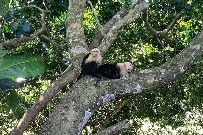 Manuel Antonio National Park; Beach & Sightseeing Day Trip from San Jose - Key highlights you’ll feel all day