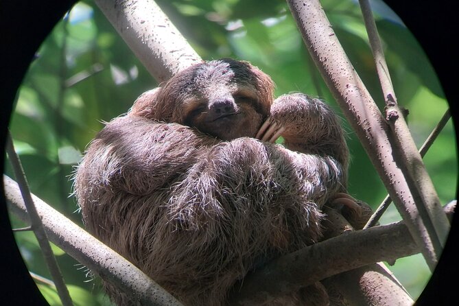 Manuel Antonio National Park guided tour - A 2-Hour Manuel Antonio Wildlife Walk From Quepos