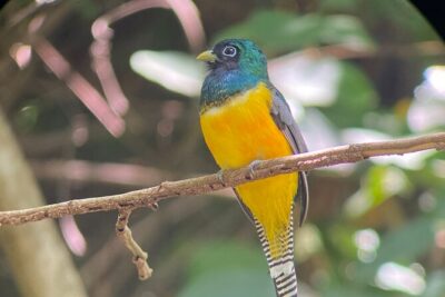 Manuel Antonio National Park guided tour - Your Guide Makes the Difference: Diego and Gustavo’s Spotting Skills