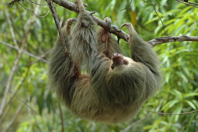 Manuel Antonio National Park Hiking Tour from Jacó - Key highlights worth planning around