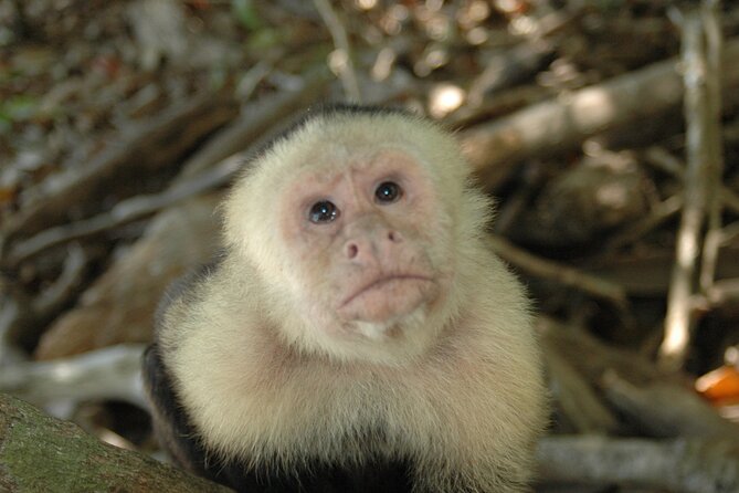 Manuel Antonio National Park Hiking Tour from Jacó - The rainforest hike from the park entrance: how the guides actually change the game