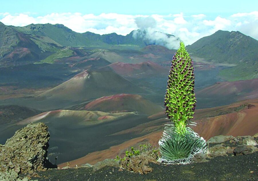 Maui: Sunset & Dinner Tour to Haleakala National Park - Upcountry Maui drive: scenic Kula District time, not just transportation