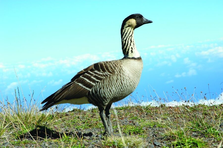 Maui: Sunset & Dinner Tour to Haleakala National Park - Who should book this Haleakala sunset dinner tour?