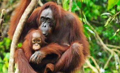 Medan: Mount Leuser National Park Full-Day Trip - Getting From Medan to the Park: The Long, Bumpy Ride