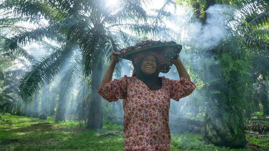 Medan: Mount Leuser National Park Full-Day Trip - Rules That Keep You Safe (and Animals Wild)