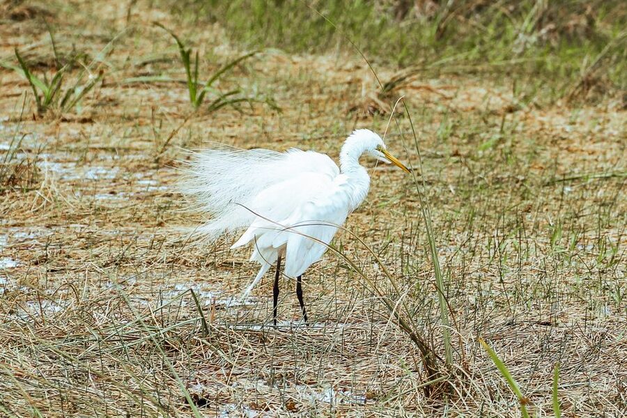 Miami: Everglades National Park Airboat Tour & Wildlife Show - FAQ