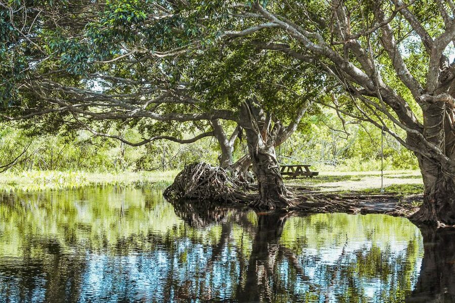 Miami: Everglades National Park Airboat Tour & Wildlife Show - Price and The Real Cost: $42 Plus the $8 Park Entry Fee