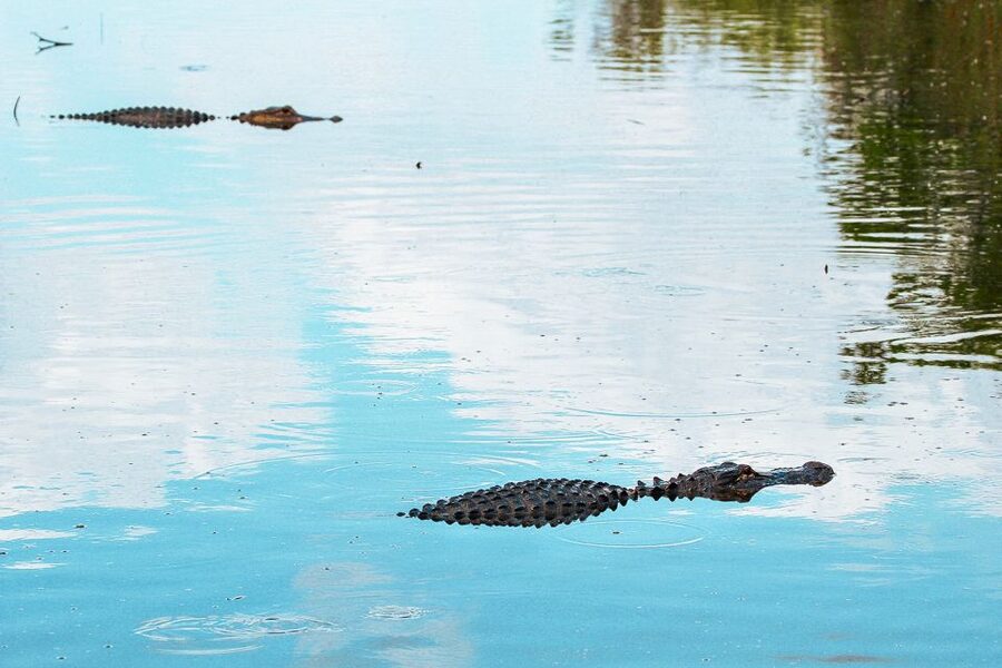 Miami: Everglades National Park Airboat Tour & Wildlife Show - What This Experience Is Best For