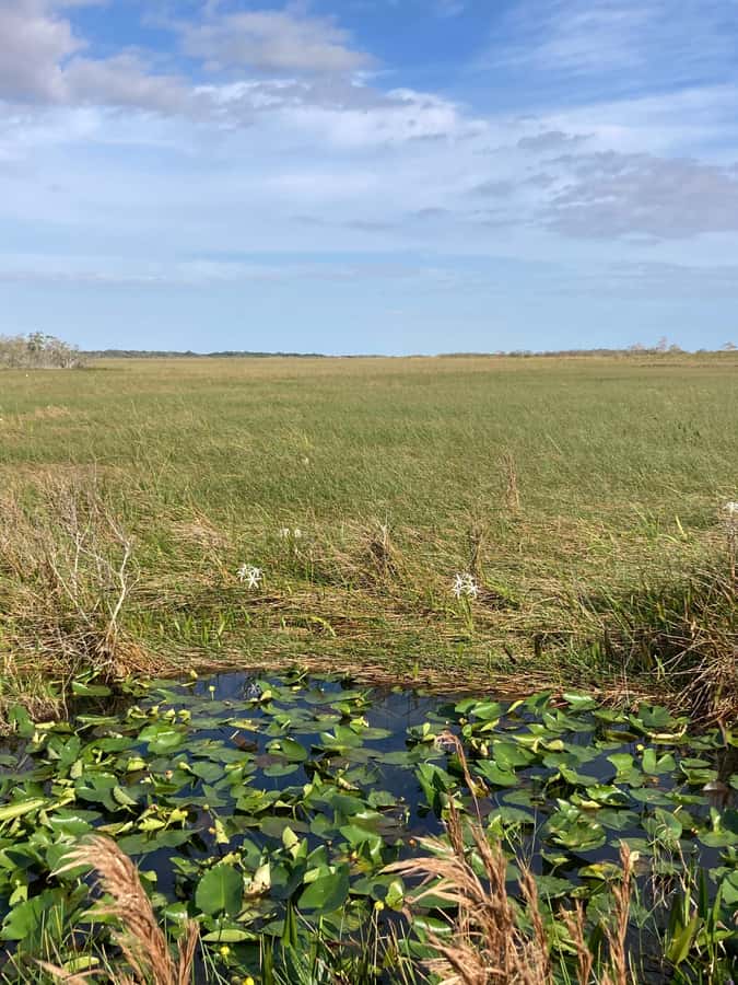 Miami: Everglades National Park Hiking and Kayaking Day Trip - Naturalist Guides Like Ryan and Zac: When Explanations Become Part of the Fun