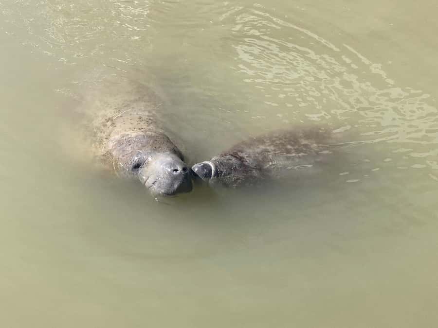Miami: Everglades National Park Hiking and Kayaking Day Trip - Two Hours Kayaking the Everglades: Wildlife Watching at Low Speed