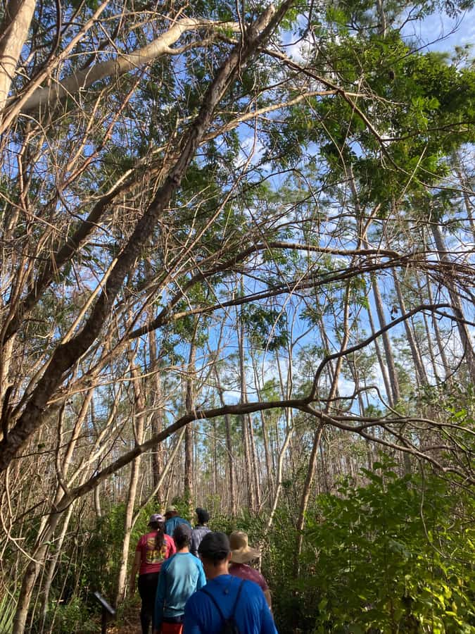 Miami: Everglades National Park Hiking and Kayaking Day Trip - Price and Value: Is $285 Worth It?