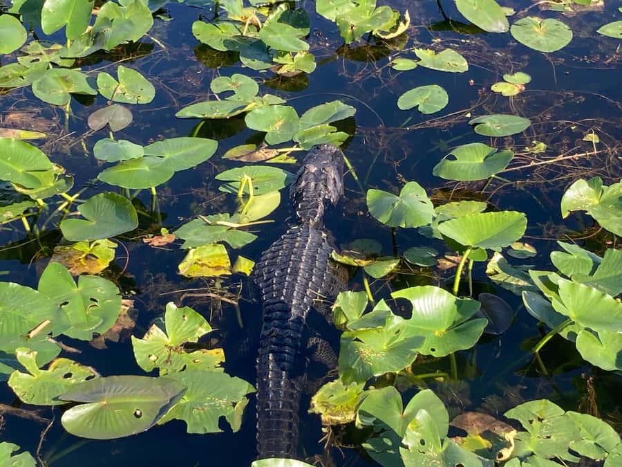 Miami: Everglades National Park Hiking and Kayaking Day Trip - Who Should Book This Tour (and Who Might Not Love It)