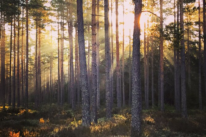 Midnight Sun and Campfire - National Park evening hike Stockholm - Who this is best for (and who might want to skip it)