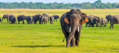 Minneriya Elephant Safari – Half-Day with Expert Tracker - The Pickup Ride from Sigiriya or Habarana: Easy Start, Less Worry