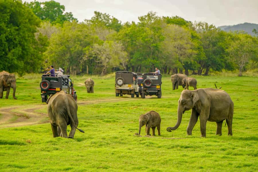 Minneriya: Minneriya National Park Private Elephant Safari - Minneriya Elephant Gatherings: What You’re Really Going For