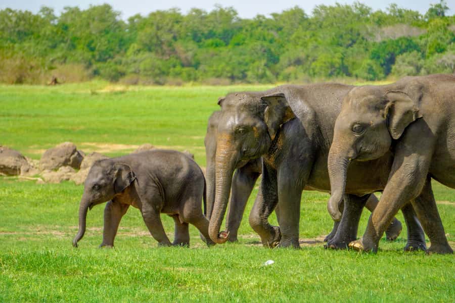 Minneriya: Minneriya National Park Private Elephant Safari - The Jeep, the Guide, and Why Comfort Improves Your Chances