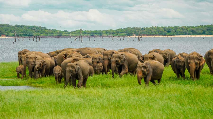 Minneriya: Minneriya National Park Private Elephant Safari - What You’ll See in the Park (Beyond the Elephant Herd)