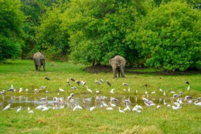 Minneriya: Minneriya National Park Private Elephant Safari - A Practical Look at Timing: The 12:30 PM Pickup Plan