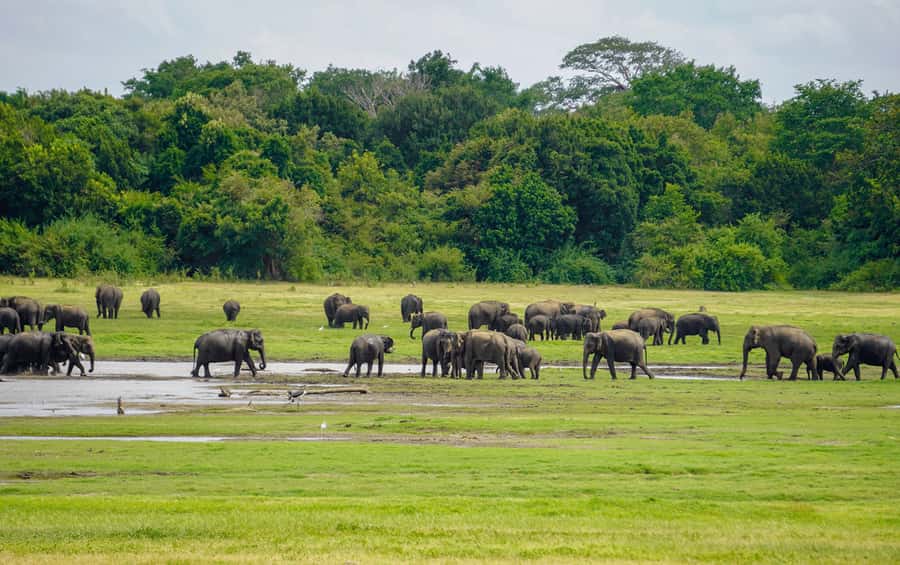 Minneriya: Minneriya National Park Private Elephant Safari - Minneriya Crowds and the Kaudulla “Plan B” That Helps