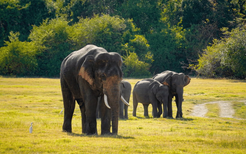 Minneriya: Minneriya National Park Private Elephant Safari - Photo and Heat Reality Check: What to Bring