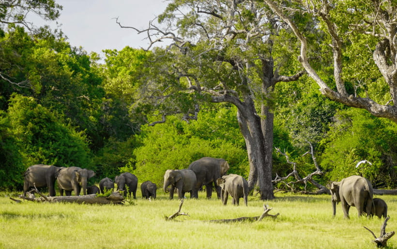 Minneriya: Minneriya National Park Private Elephant Safari - Price and Value: The Real Cost of a Minneriya Safari