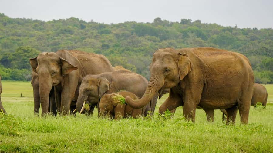 Minneriya: Minneriya National Park Private Elephant Safari - How the Day Usually Runs (The Tour Flow in Plain English)