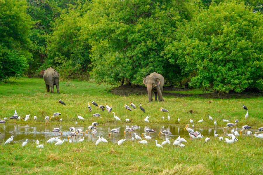 Minneriya: Minneriya National Park Private Elephant Safari - A Practical Look at Timing: The 12:30 PM Pickup Plan