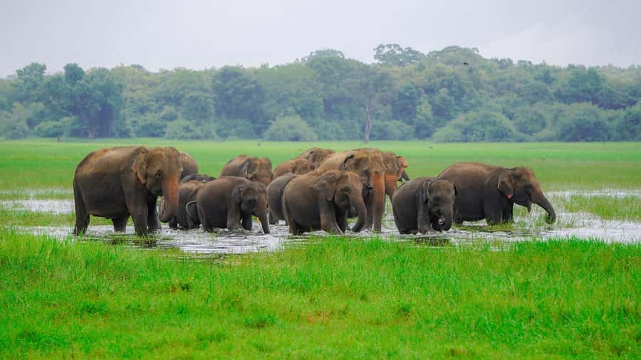 Minneriya: Minneriya National Park Private Evening Safari - Minneriya’s Elephant Gathering: The Real Reason to Book