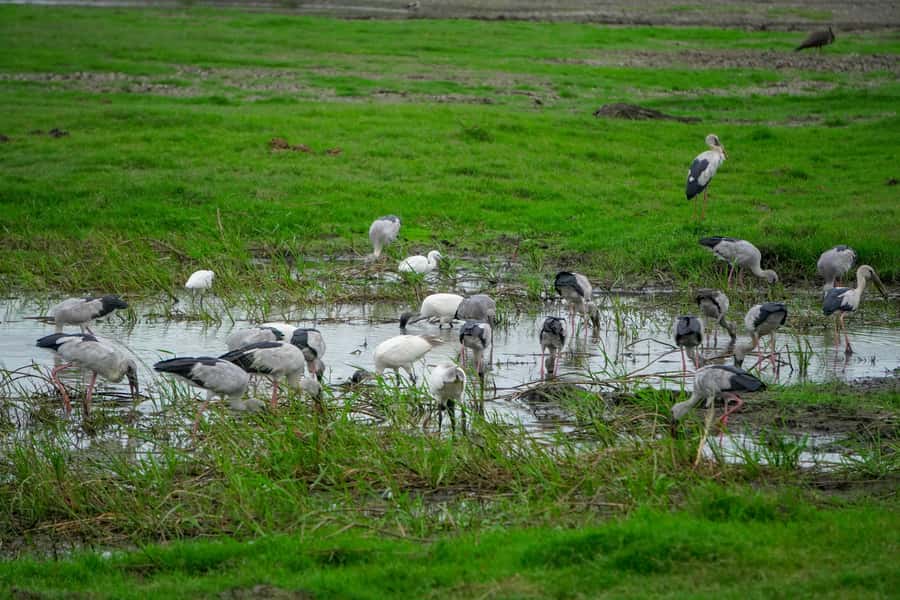 Minneriya: Minneriya National Park Private Evening Safari - Beyond Elephants: Buffalo, Monkeys, and Birdlife Chances
