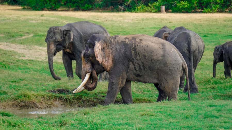 Minneriya: Minneriya National Park Private Evening Safari - Cost and Value: $41 Plus Entrance Fees (Plan for Both)