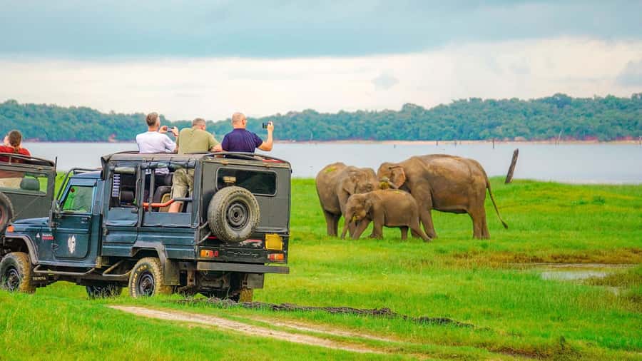 Minneriya: Minneriya National Park Private Evening Safari - What to Bring, What’s Not Allowed, and Why It Matters