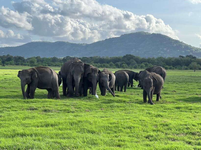 Minneriya: Minneriya National Park Private Jeep Safari - Key things that make this safari worth your time