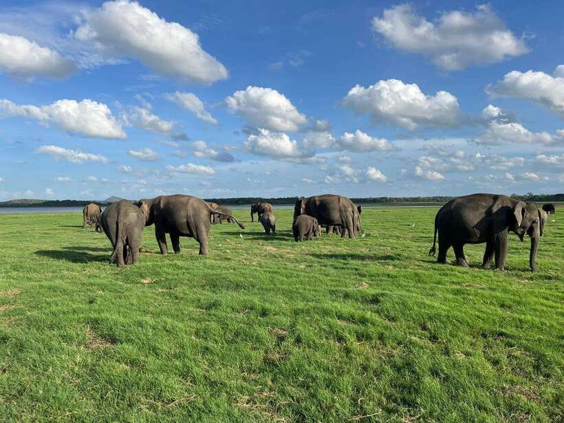 Minneriya: Minneriya National Park Private Jeep Safari - Elephant viewing at the reservoirs: where patience usually pays off