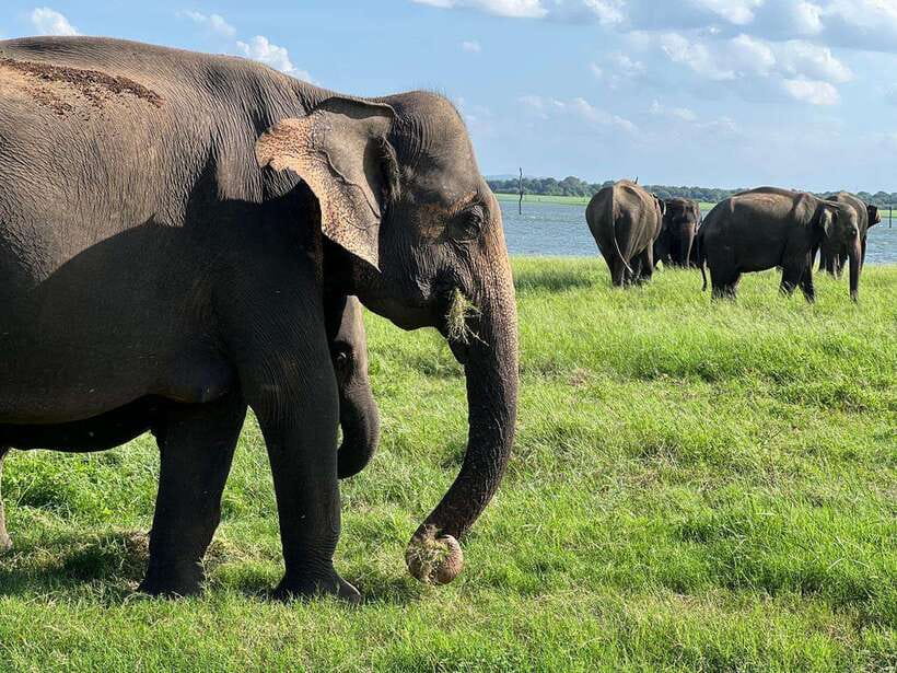 Minneriya: Minneriya National Park Private Jeep Safari - Wildlife beyond elephants: what else you’ll realistically spot