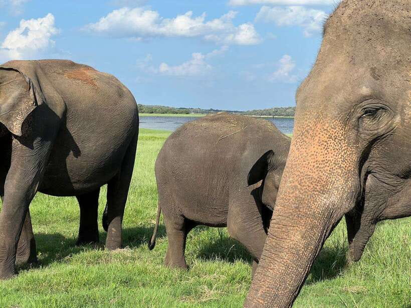 Minneriya: Minneriya National Park Private Jeep Safari - Price and value: how $35 fits the bigger picture
