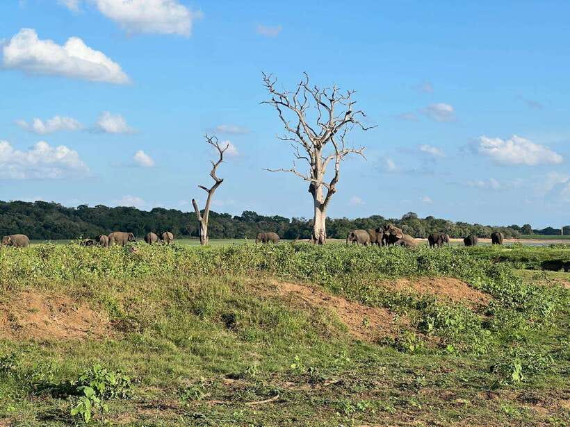 Minneriya: Minneriya National Park Private Jeep Safari - Guide quality matters: lessons from Sarath’s strong reputation