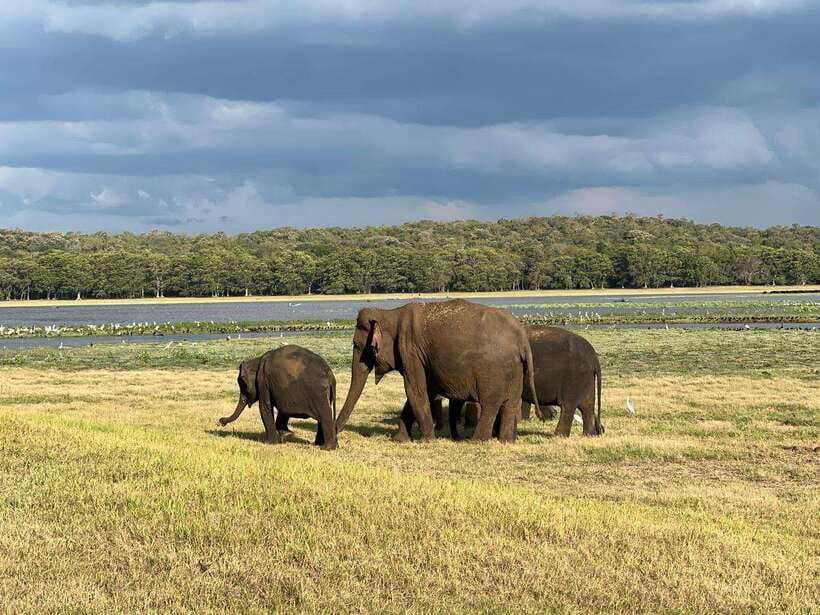Minneriya: Minneriya National Park Private Jeep Safari - Who should book this safari, and who should skip it