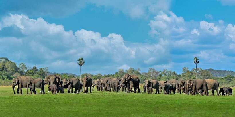 Minneriya: Minneriya National Park Private Safari - Key Things You’ll Remember About This Minneriya Safari