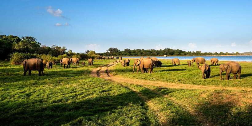 Minneriya: Minneriya National Park Private Safari - Why Minneriya’s Elephant Gatherings Feel So Big