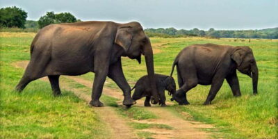 Minneriya: Minneriya National Park Private Safari - Private Jeep Viewing: Max Six Adults and a More Respectful Pace