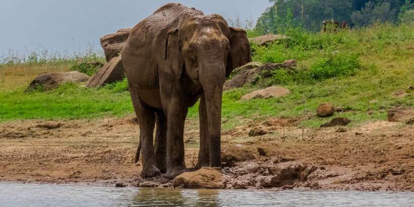 Minneriya: Minneriya National Park Private Safari - Inside Minneriya for Three Hours: What Happens During the Safari