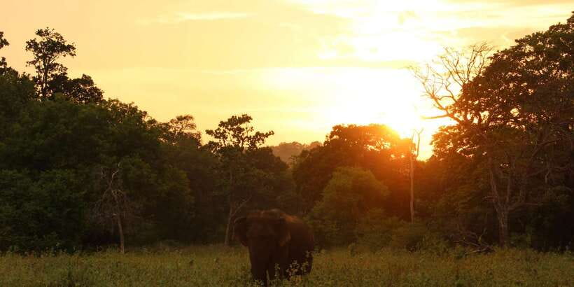 Minneriya: Minneriya National Park Private Safari - Elephant Spotting Game Plan: How Guides Improve Your Odds
