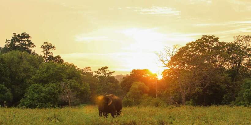 Minneriya: Minneriya National Park Private Safari - Wildlife Beyond Elephants: Birds, Monkeys, and Rare Chances