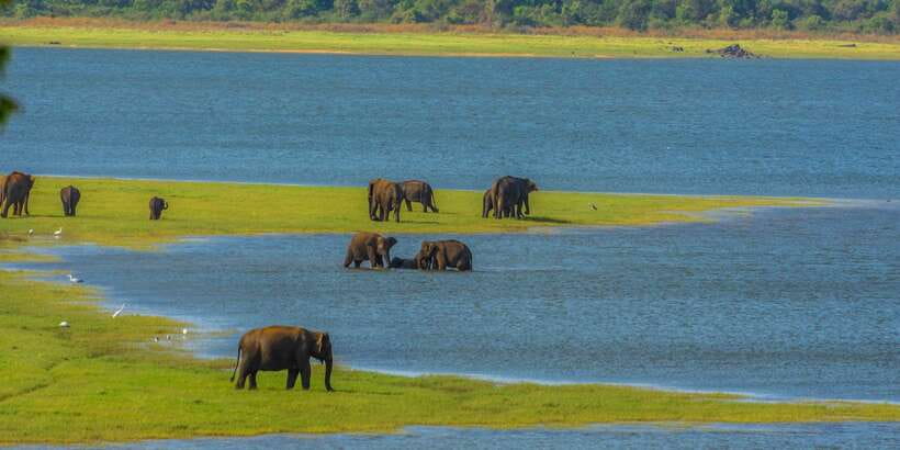 Minneriya: Minneriya National Park Private Safari - Price and Value: How the $26 Safari Really Costs Out