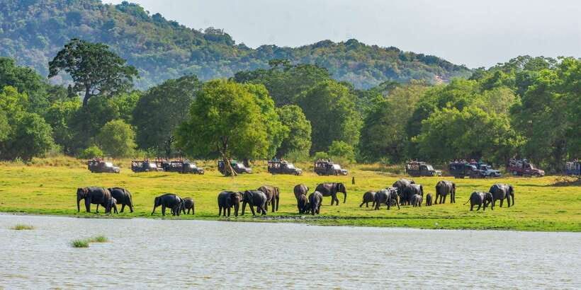 Minneriya: Minneriya National Park Private Safari - When the Elephants Aren’t at Minneriya: Kaudulla and Seasonal Switching