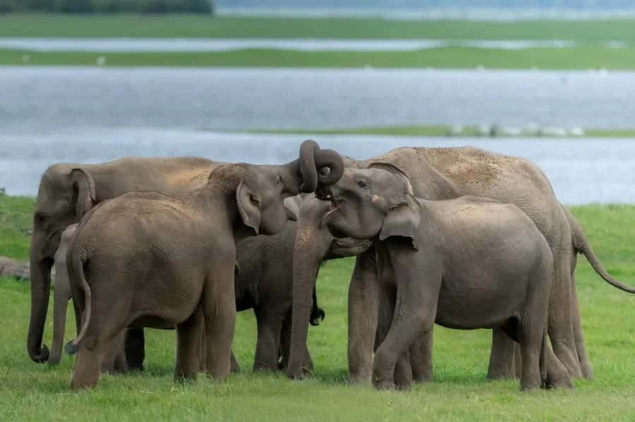Minneriya: Minneriya National Park Private Wildlife Tour - Key highlights worth centering your plans on